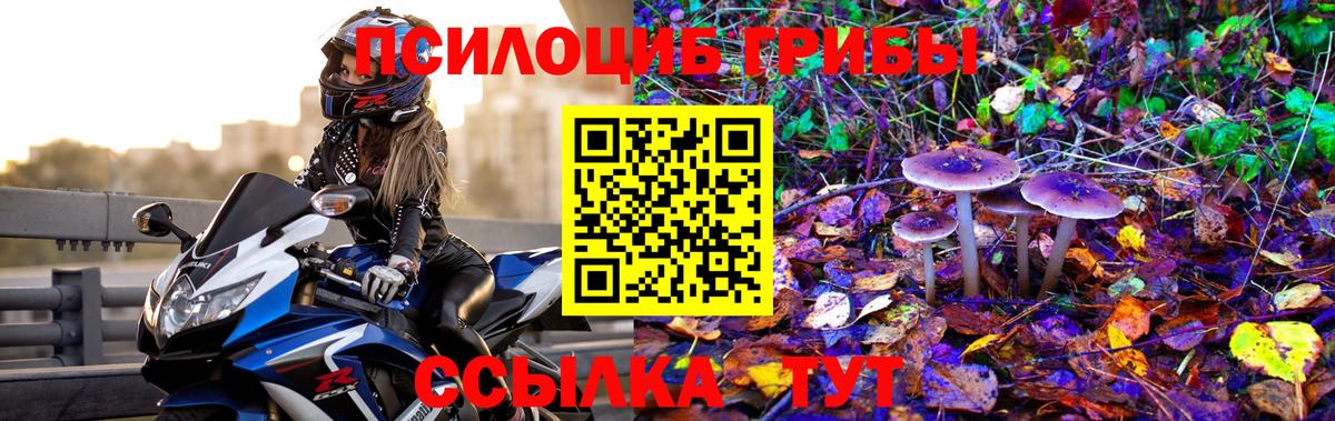 Галлюциногенные грибы Psilocybine cubensis  где купить наркоту  Кириши  Галлюциногенные грибы Cubensis  Вход с VPN 