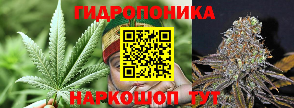 Шишки марихуана сатива Кириши